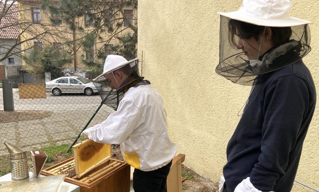 Studenti se o včely starají sami a učí to i ty méně zkušené. 